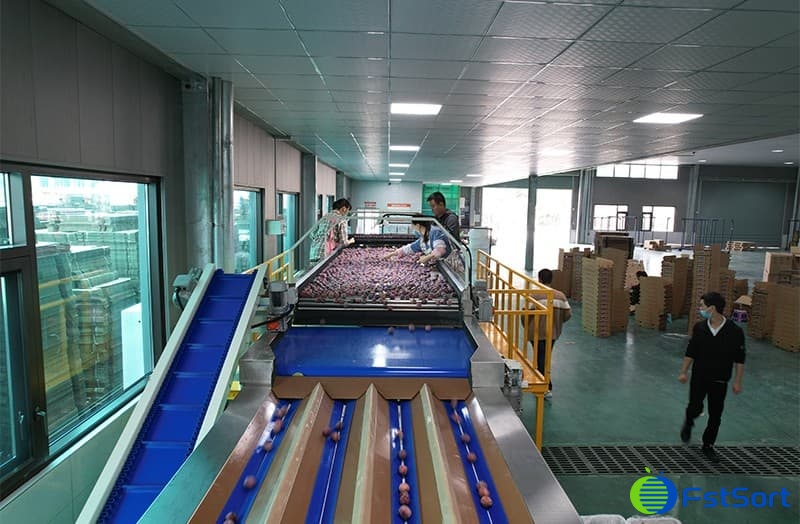 images/1668760267829stone fruit sorter.jpg